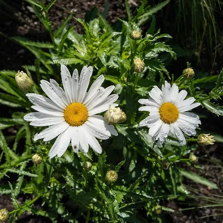 Hittli 1065 Tirol Sauna Garden Wifi Guest Card Chalet Fließ