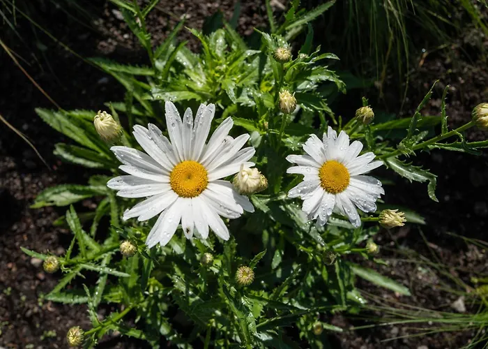 Hittli 1065 Tirol Sauna Garden Wifi Guest Card Chalet Fliess